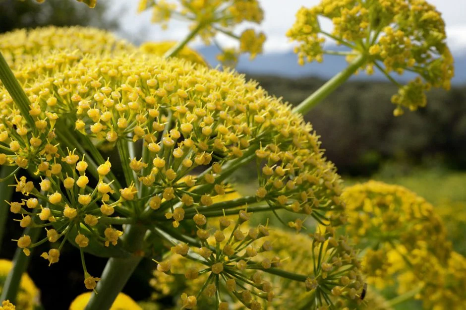 Çakşır Otu Yan Etkileri Nelerdir?