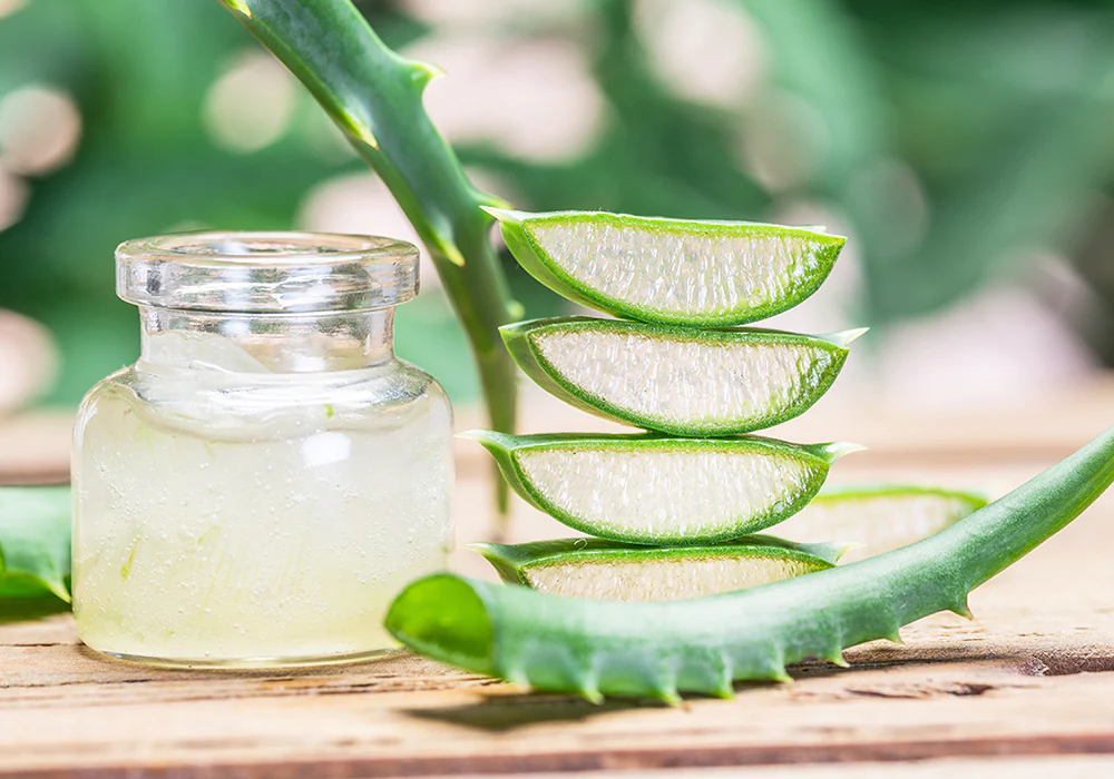 Aloe Vera Hızlı Büyümesi İçin Ne Yapmalı?