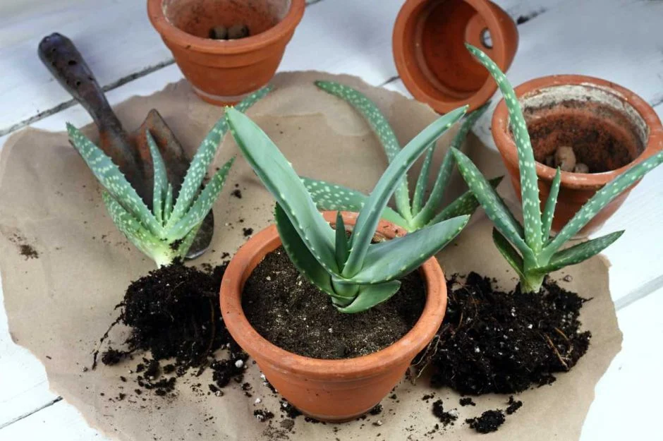 Aloe Vera'yı Sık Sık Yeniden Dikme