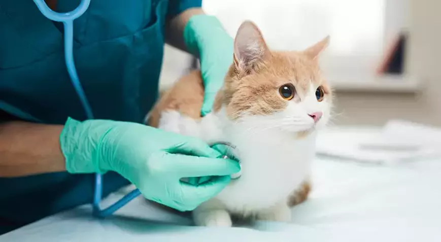 Sağlık Kontrolleri ve Rutin Bakım: Veteriner Ziyaretleri ve Sağlık Kontrollerinin Önemi