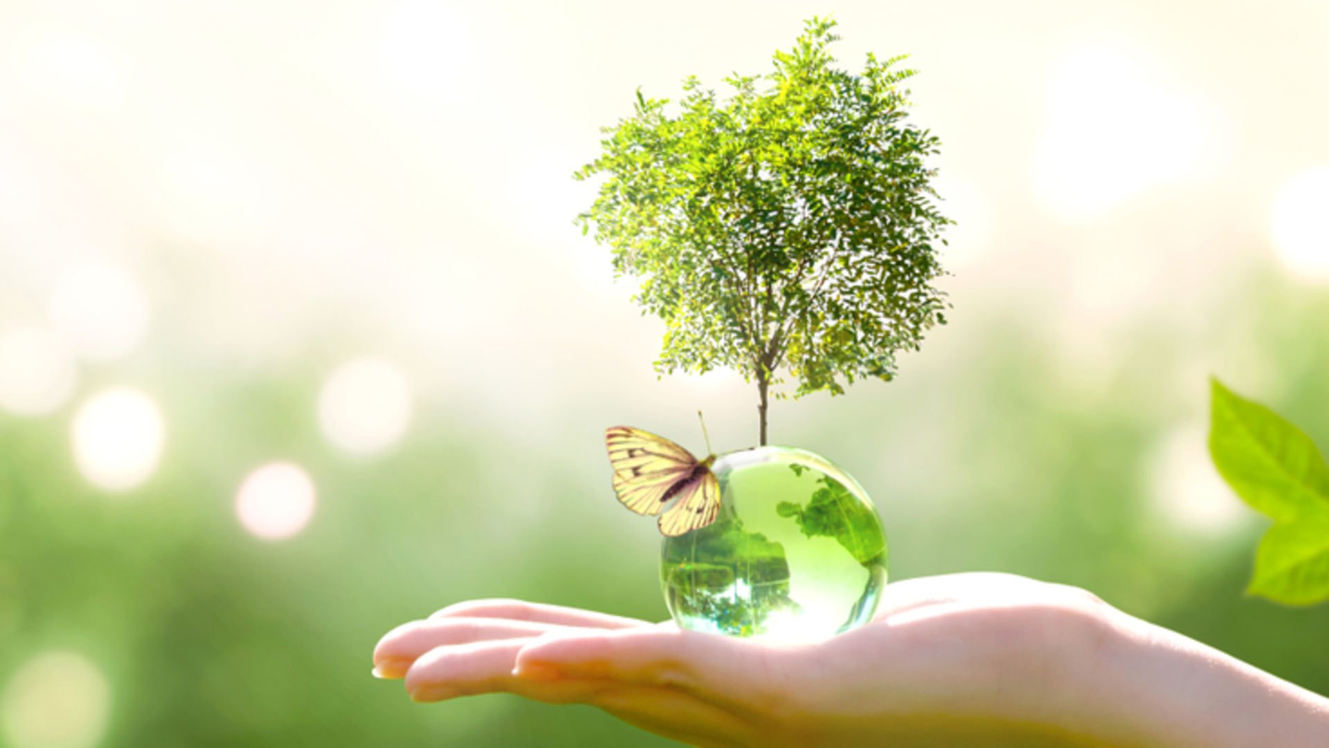 Çevre Koruma ve Sürdürülebilirlik: Çevre Dostu Projeler ve Doğal Kaynakları Koruma Faaliyetleri