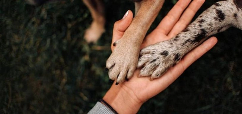 Sosyal Bağlar ve İlişkiler: Evcil Hayvanların Sahipleriyle Bağ Kurma Yolları