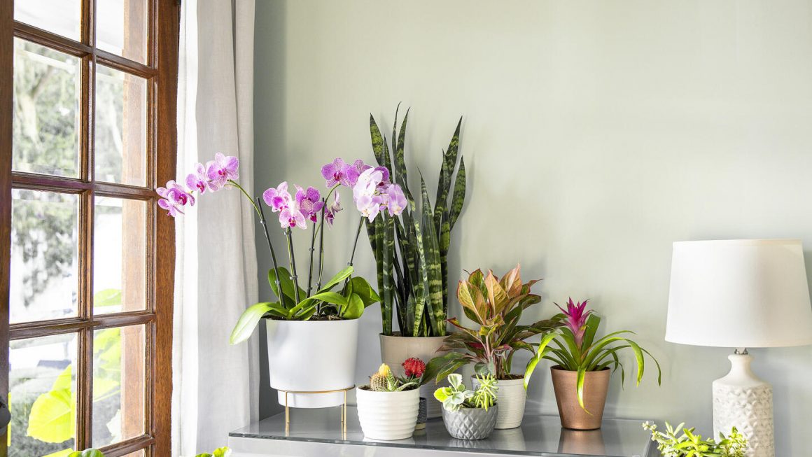 Evinizi Yeşillendirme: En İyi İç Mekan Bitkileri ve Bakım İpuçları