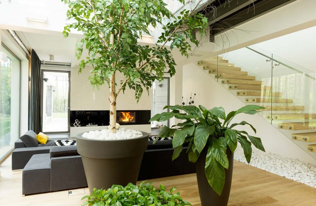 Işık ve Sıcaklık İhtiyaçları: İç Mekan Bitkileri için Doğru Konumlandırma