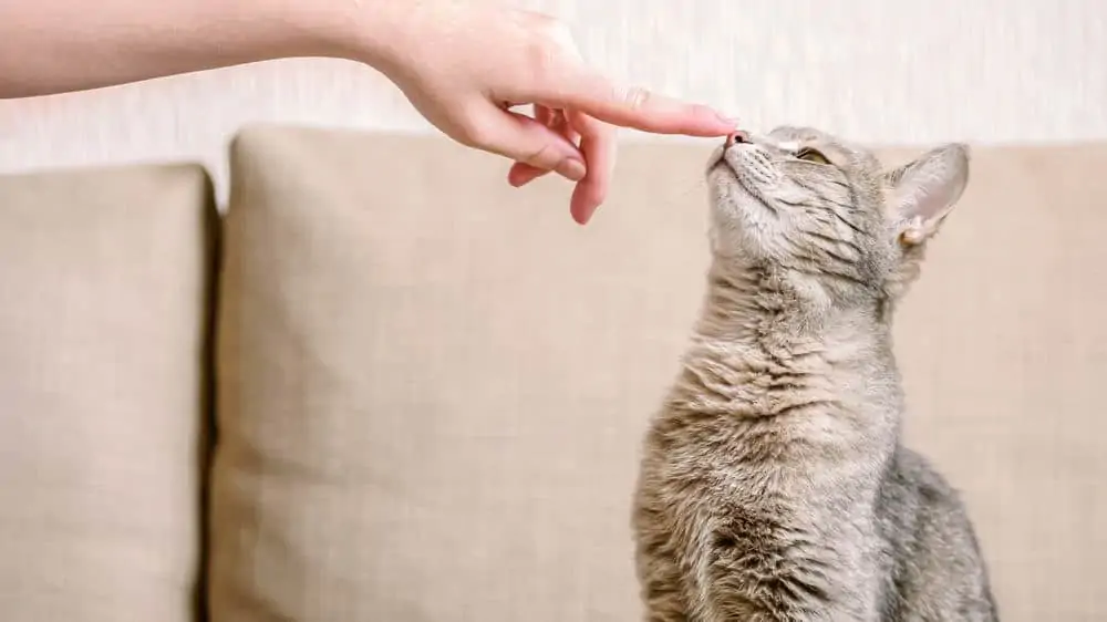 Kedi Davranışları ve Eğitimi: Kedinizin Eğitimi ve Sosyalleşmesi İçin Pratik Öneriler