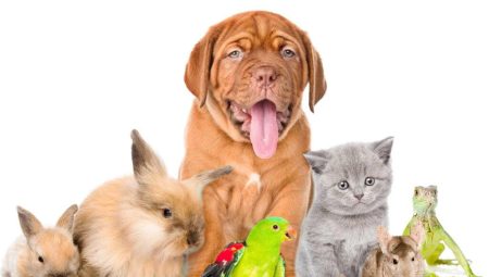 Evcil Hayvan Eğitimi ve İletişimi: Köpekler, Kediler ve Diğer Evcil Hayvanlarla İlgili İpuçları