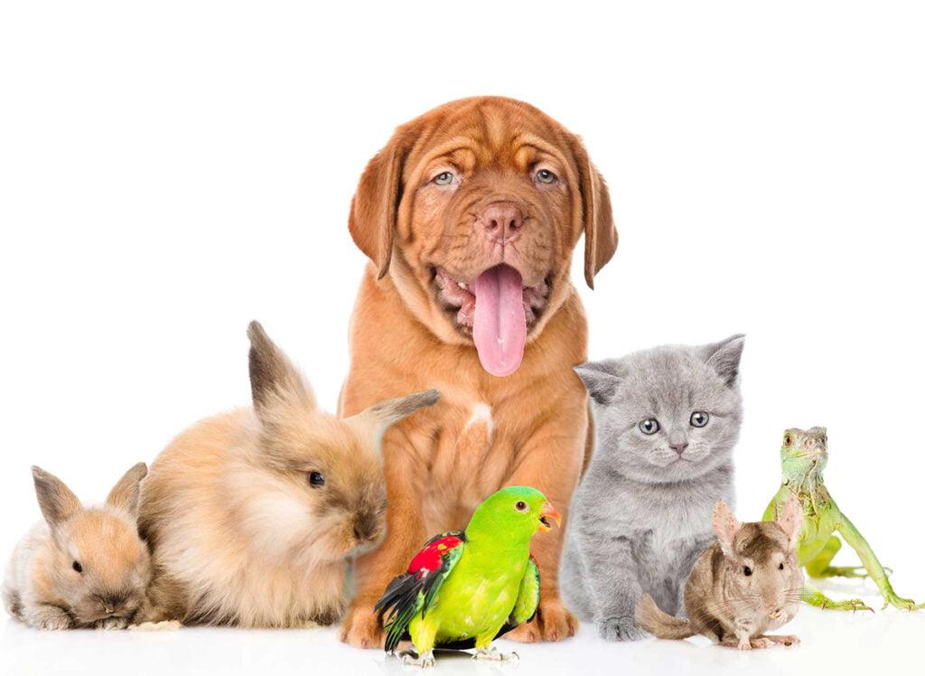Evcil Hayvan Eğitimi ve İletişimi: Köpekler, Kediler ve Diğer Evcil Hayvanlarla İlgili İpuçları