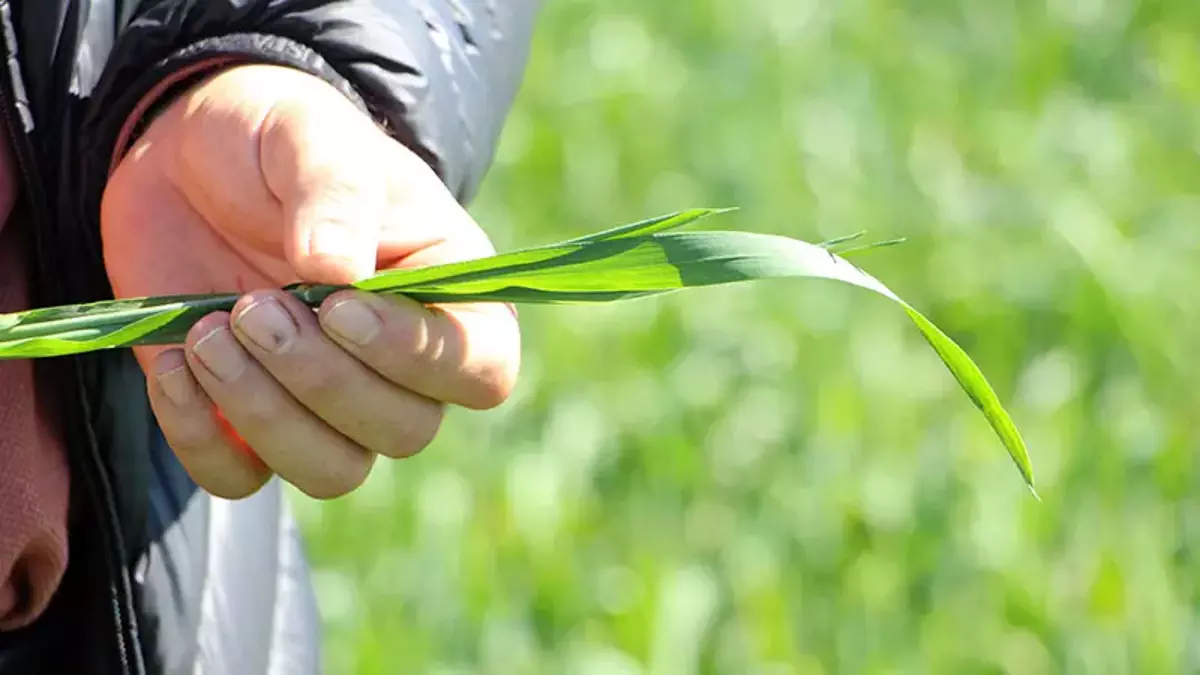 Bitki Islahı ve Genetik Mühendislik