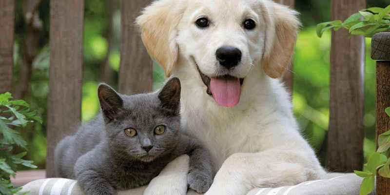 Evcil Hayvan Seçimi: Kedi mi, Köpek mi? Ya da Diğerleri mi?