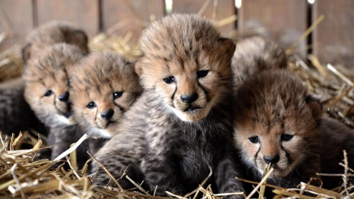 Ebeveynlik Davranışları ve Yavruların Bakımı: Anne-Baba Hayvanların Davranışsal Stratejileri