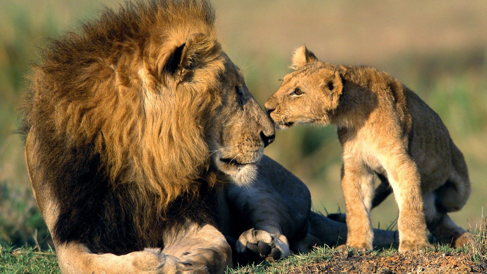 Hayvan Davranışları ve Evrim: Hayvanlarla İlgili Şaşırtıcı Gerçekler ve Araştırmalar