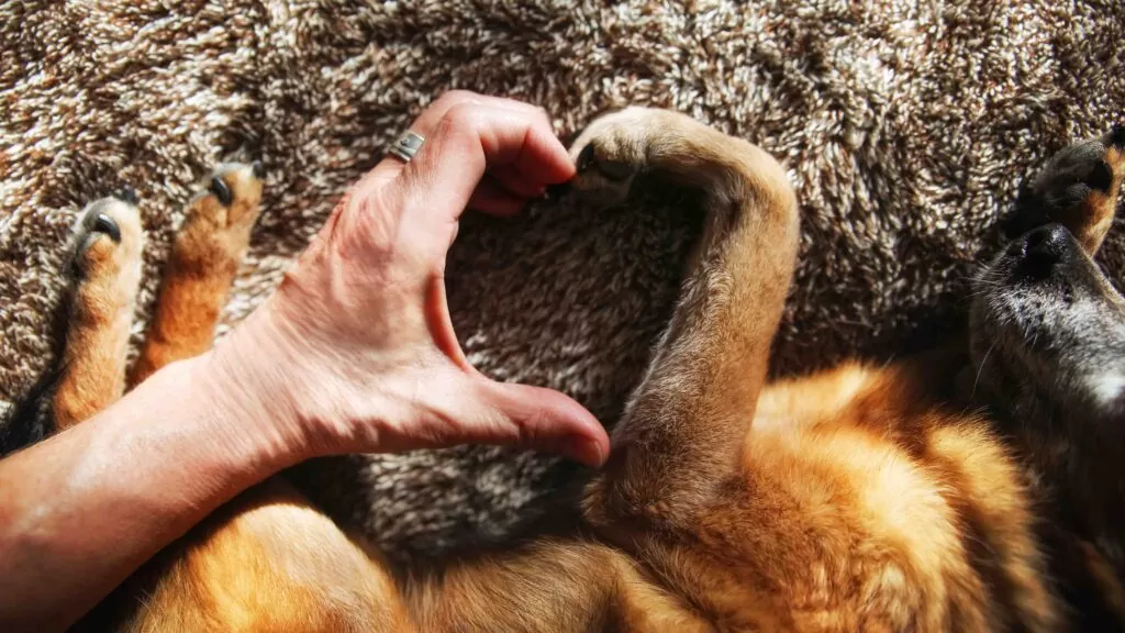 Köpekler, Kediler ve Diğer Evcil Hayvanların Sosyal Davranışları: İnsanlarla Etkileşimler ve Duygusal Bağlar