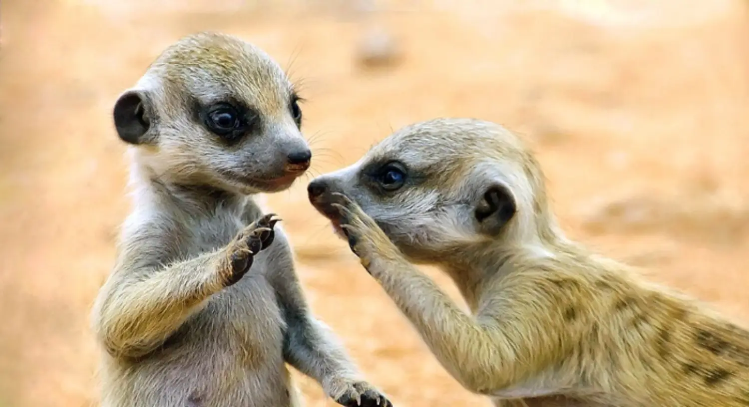 Hayvanların İletişim Yöntemleri: Kokular, Sesler ve Beden Dili