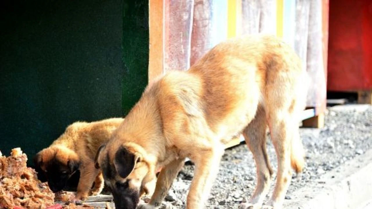 Hayvanların Problem Çözme Yetenekleri: Yemek Bulma, Barınak İnşa Etme ve Oyunlar