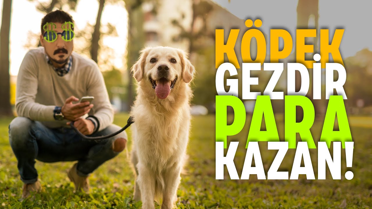 Köpek Gezdirerek Para Kazanma Rehberi