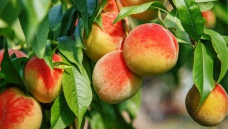 Şeftali Nasıl Yetiştirilir? Şeftali Yetiştirirken Dikkat Edilmesi Gerekenler