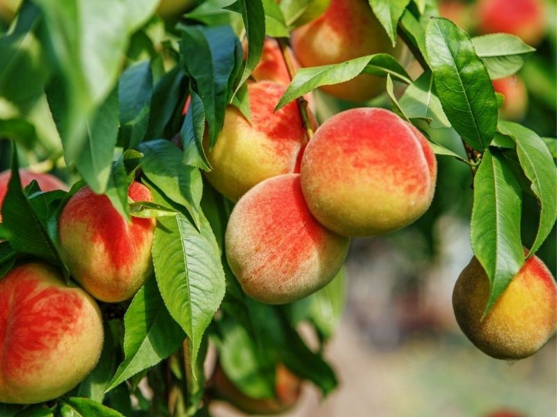 Şeftali Nasıl Yetiştirilir? Şeftali Yetiştirirken Dikkat Edilmesi Gerekenler