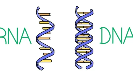 RNA Nedir? RNA Yapısı ve RNA Türleri Nelerdir?