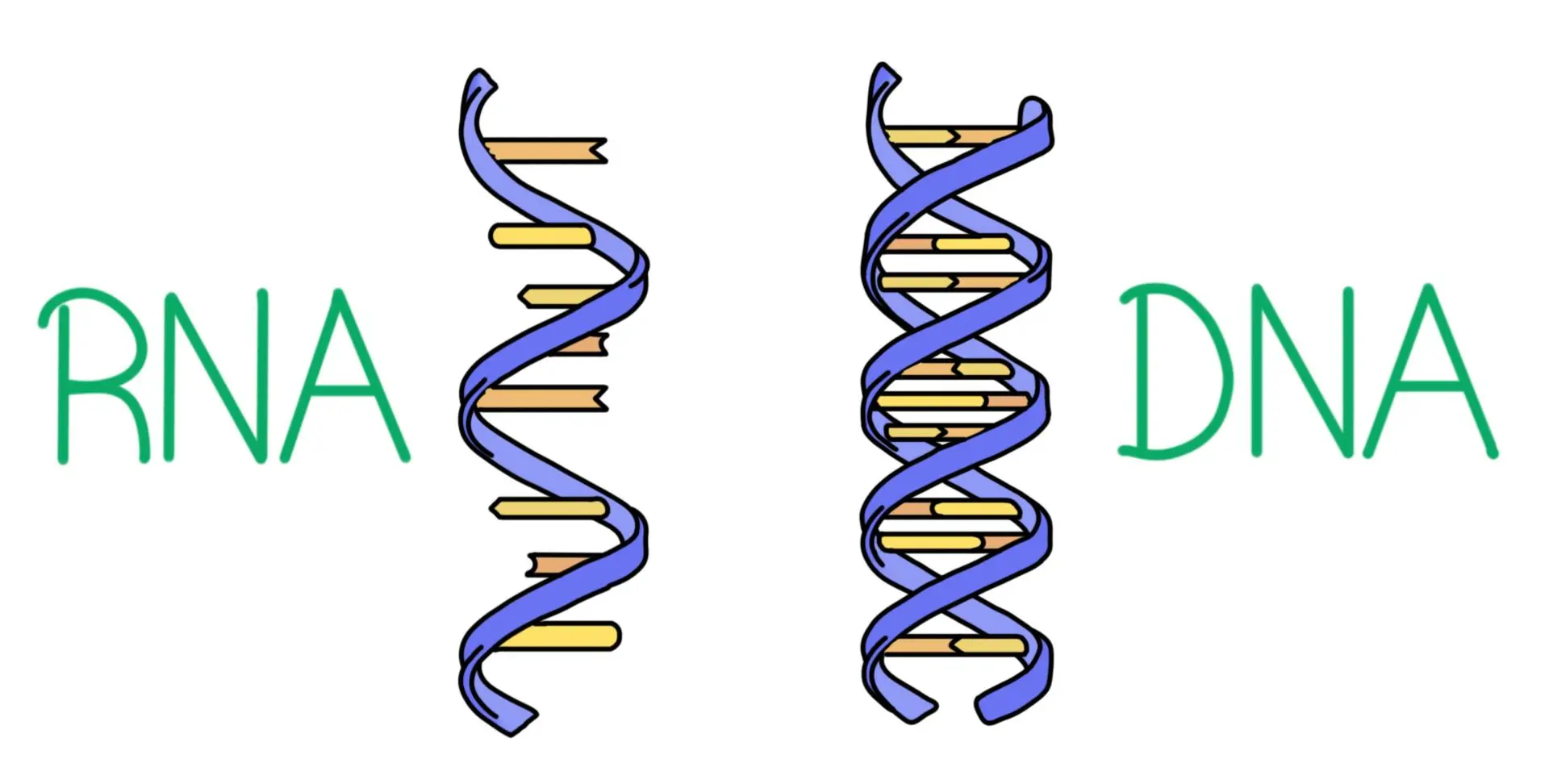RNA Nedir? RNA Yapısı ve RNA Türleri Nelerdir?