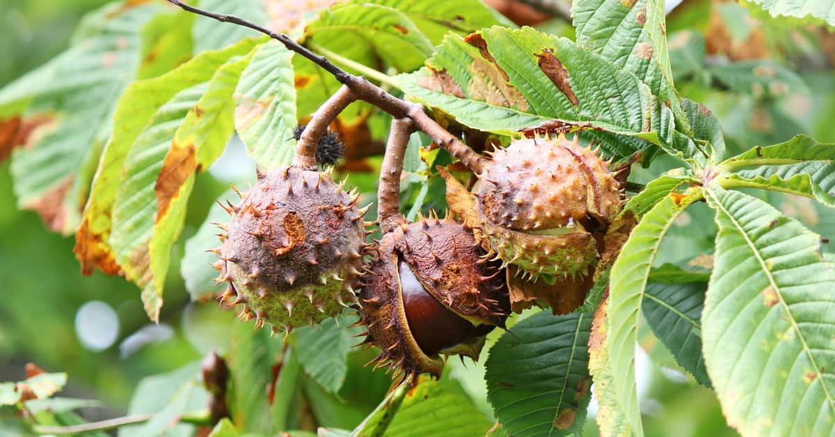 At Kestanesi Nedir? At Kestanesinin Kullanım Alanları Ve Faydaları Nelerdir?